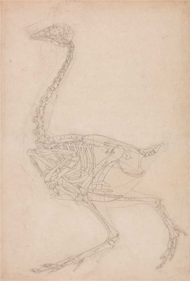Comparative Fowl Skeleton - Proportion Study, Anatomy Series, George Stubbs, 1795 to 1806