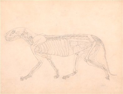 George Stubbs - A Comparative Anatomical Exposition of the Structure of the Human Body with That of a Tiger and a Co... - Google Art Project (2367012)