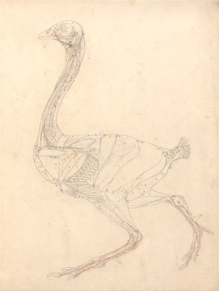 George Stubbs - A Comparative Anatomical Exposition of the Structure of the Human Body with That of a Tiger and a Co... - Google Art Project (rAHNUPgk9wa-ng)