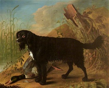 George William Sartorius (1759-1828) - A Black Spaniel - 562430 - National Trust