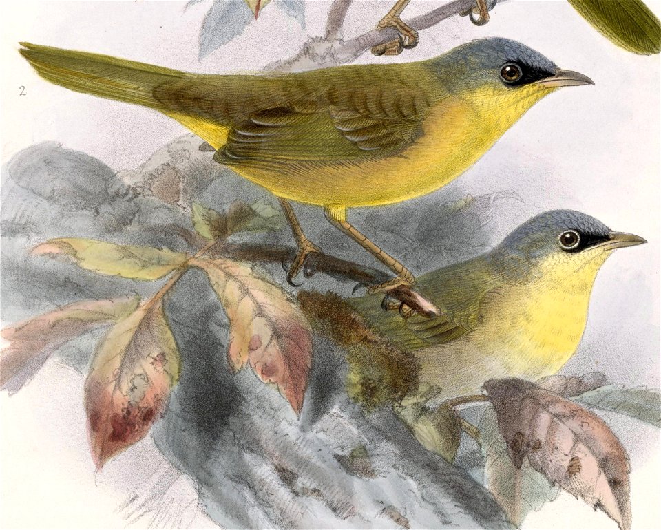 Geothlypis poliocephala 1902 - 2