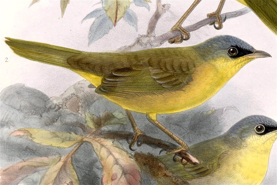 Geothlypis poliocephala caninucha 1902