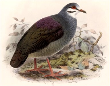 Geotrygon lawrencii 1902