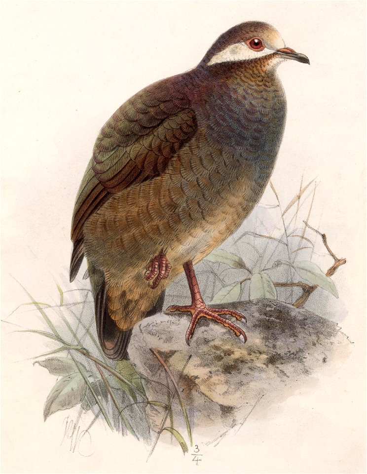 Geotrygon veraguensis 1902