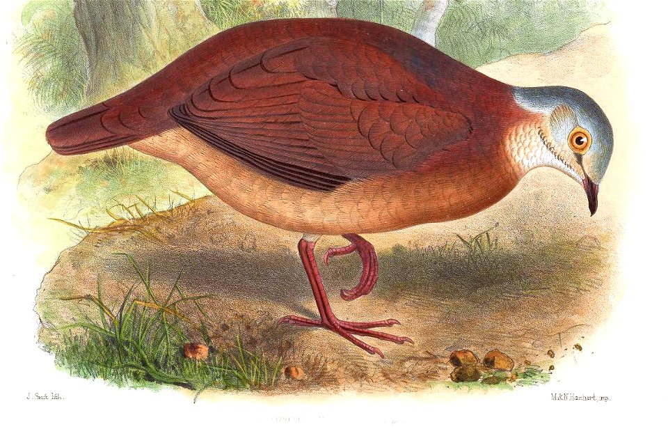 GeotrygonAlbifasciesSmit (cropped)