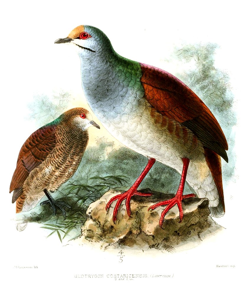 GeotrygonCostaricensisKeulemans