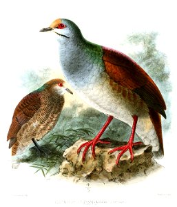 GeotrygonCostaricensisKeulemans