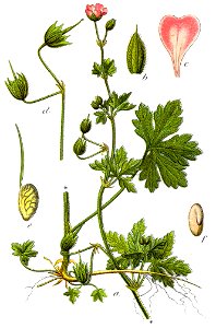 Geranium divaricatum Sturm5