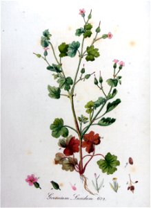 Geranium lucidum — Flora Batava — Volume v9