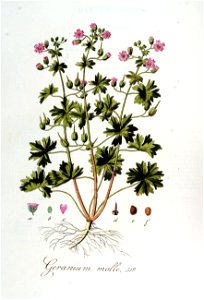 Geranium molle — Flora Batava — Volume v7