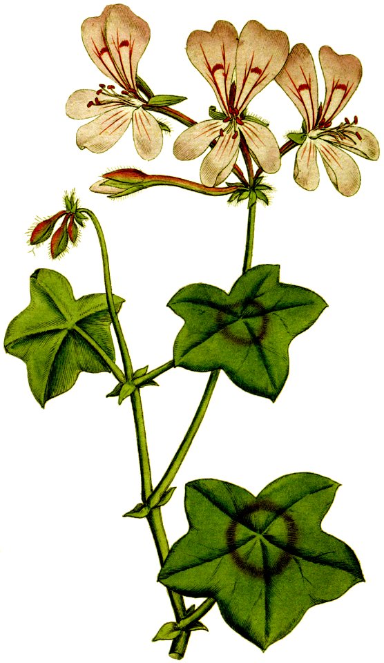 Geranium peltatum 1787