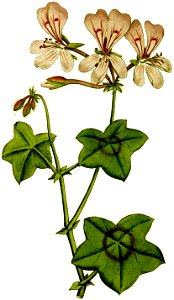 Geranium peltatum 1787