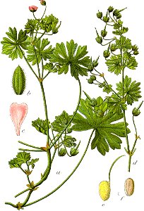 Geranium pusillum Sturm3