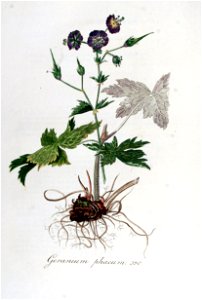 Geranium phaeum — Flora Batava — Volume v5