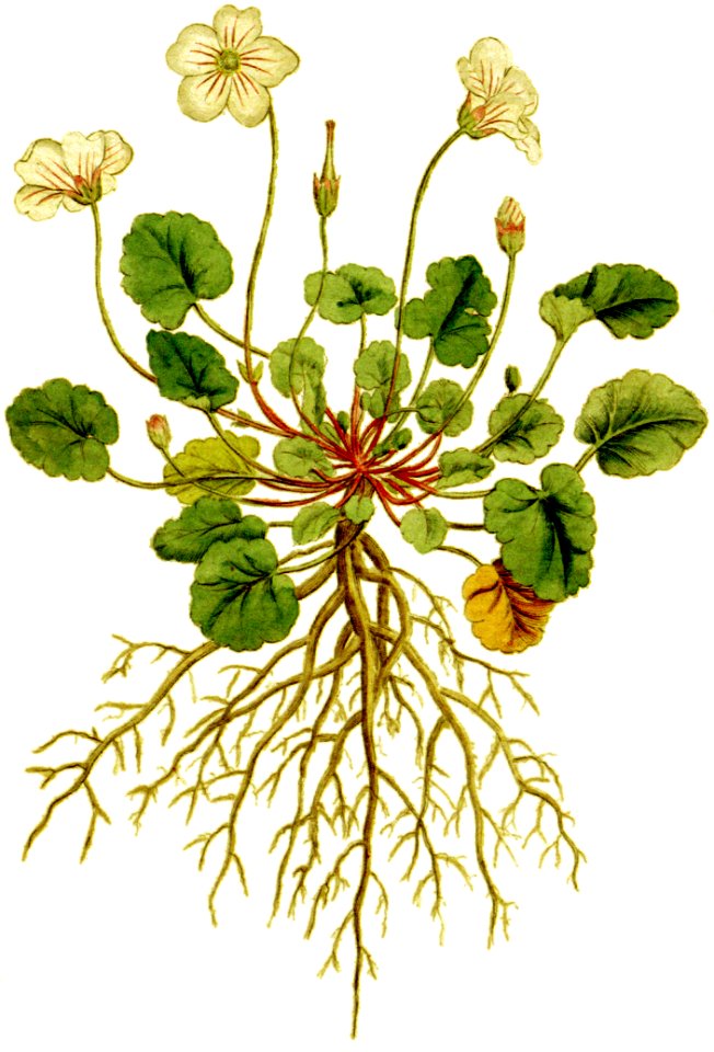 Geranium reichardi 1797