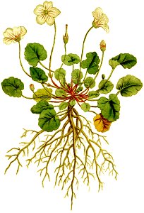 Geranium reichardi 1797