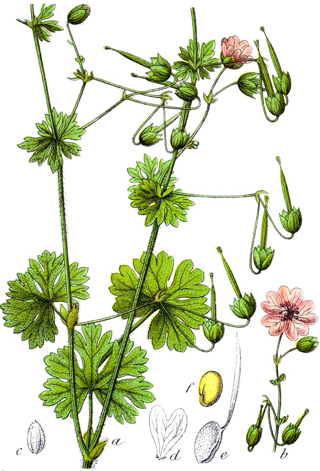 Geranium pyrenaicum Sturm2