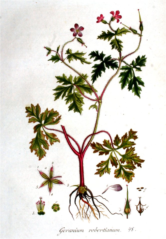 Geranium robertianum — Flora Batava — Volume v1