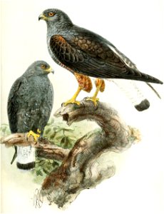 Geranoaetus albicaudatus 1876