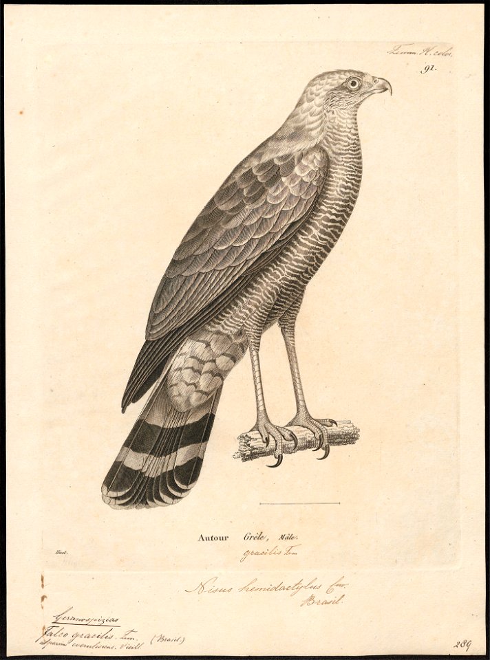Geranospiza gracilis - 1700-1880 - Print - Iconographia Zoologica - Special Collections University of Amsterdam - UBA01 IZ18300053