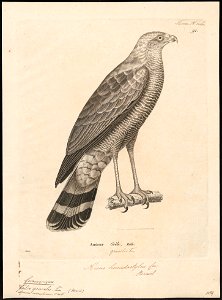 Geranospiza gracilis - 1700-1880 - Print - Iconographia Zoologica - Special Collections University of Amsterdam - UBA01 IZ18300053
