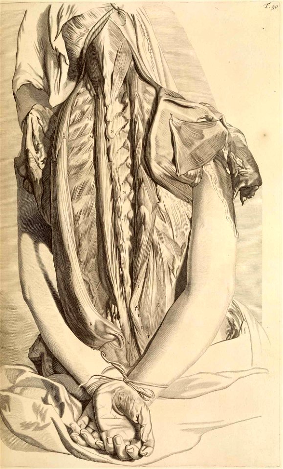 Gerard de Lairesse - Planche d'anatomie pour Govert Bidloo