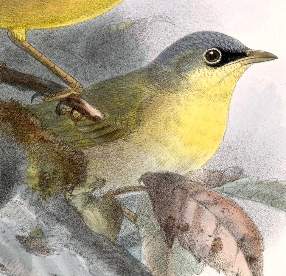 Geothlypis poliocephala 1902