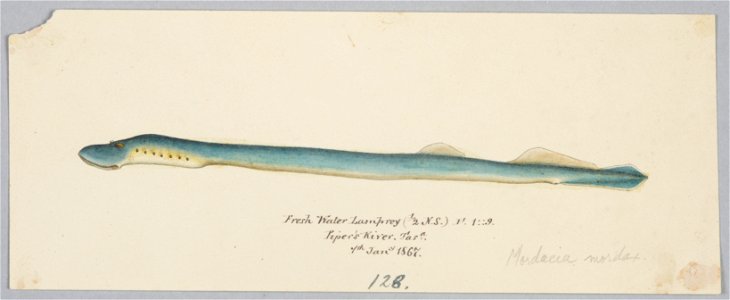 Geotria australis (Fresh water lamprey) by Frank Edward Clarke