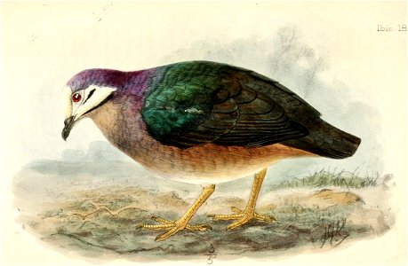Geotrygon veraguensis 1874