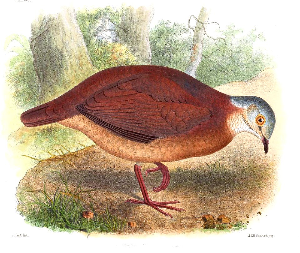 GeotrygonAlbifasciesSmit