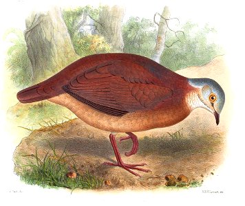 GeotrygonAlbifasciesSmit