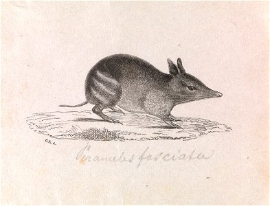 Gerard Krefft - Western barred Bandicoot, Perameles bougainville - Google Art Project