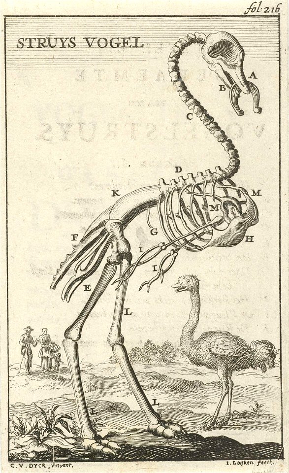 Geraamte van een struisvogel