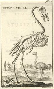 Geraamte van een struisvogel