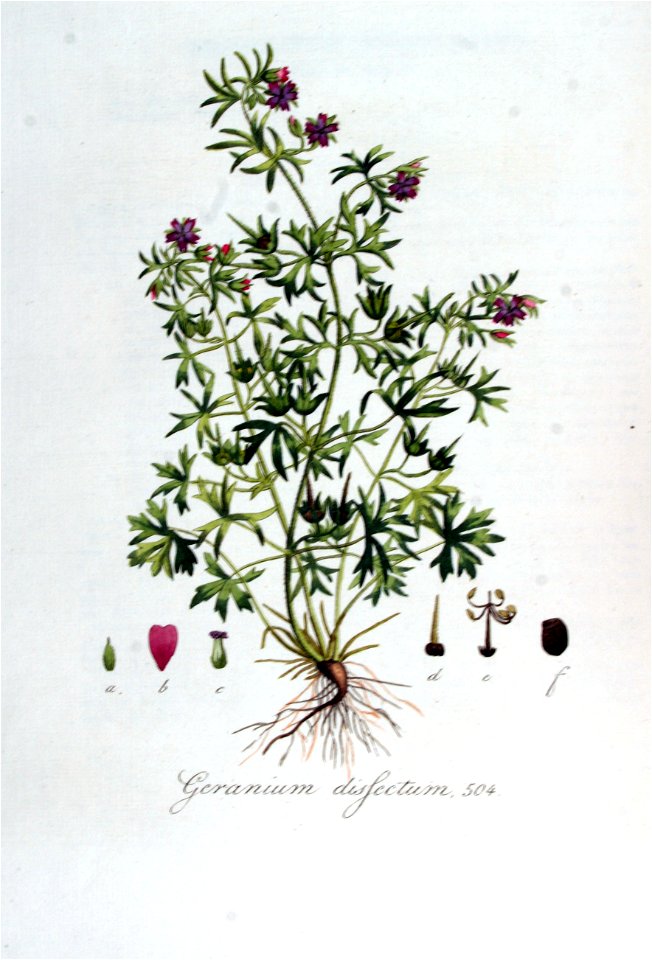 Geranium dissectum — Flora Batava — Volume v7
