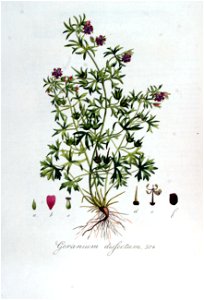 Geranium dissectum — Flora Batava — Volume v7