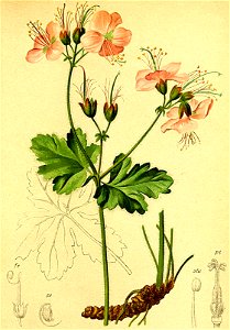 Geranium macrorhyzum Atlas Alpenflora