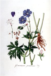 Geranium pratense — Flora Batava — Volume v5