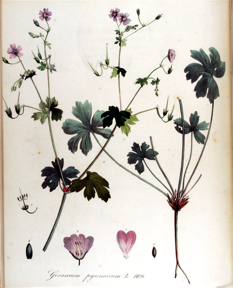 Geranium pyrenaicum — Flora Batava — Volume v13