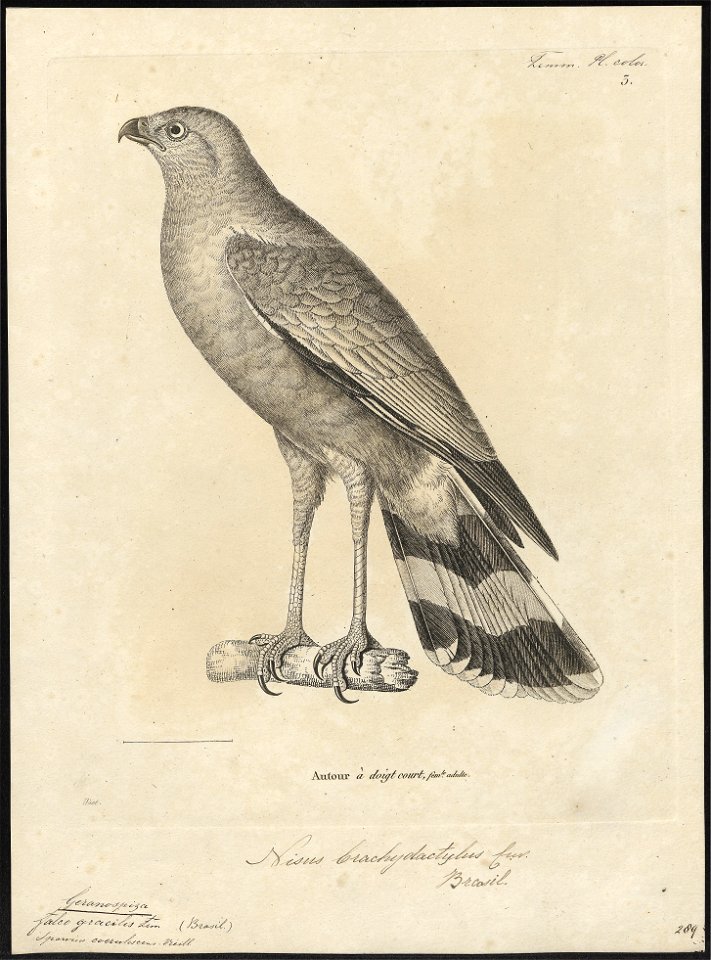 Geranospiza gracilis - 1700-1880 - Print - Iconographia Zoologica - Special Collections University of Amsterdam - UBA01 IZ18300055
