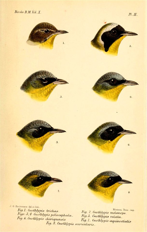 GeothlypisKeulemans