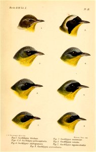 GeothlypisKeulemans
