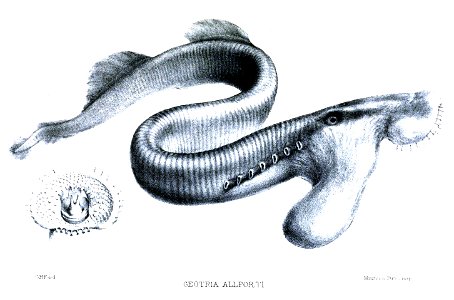 GeotriaAllportiFord