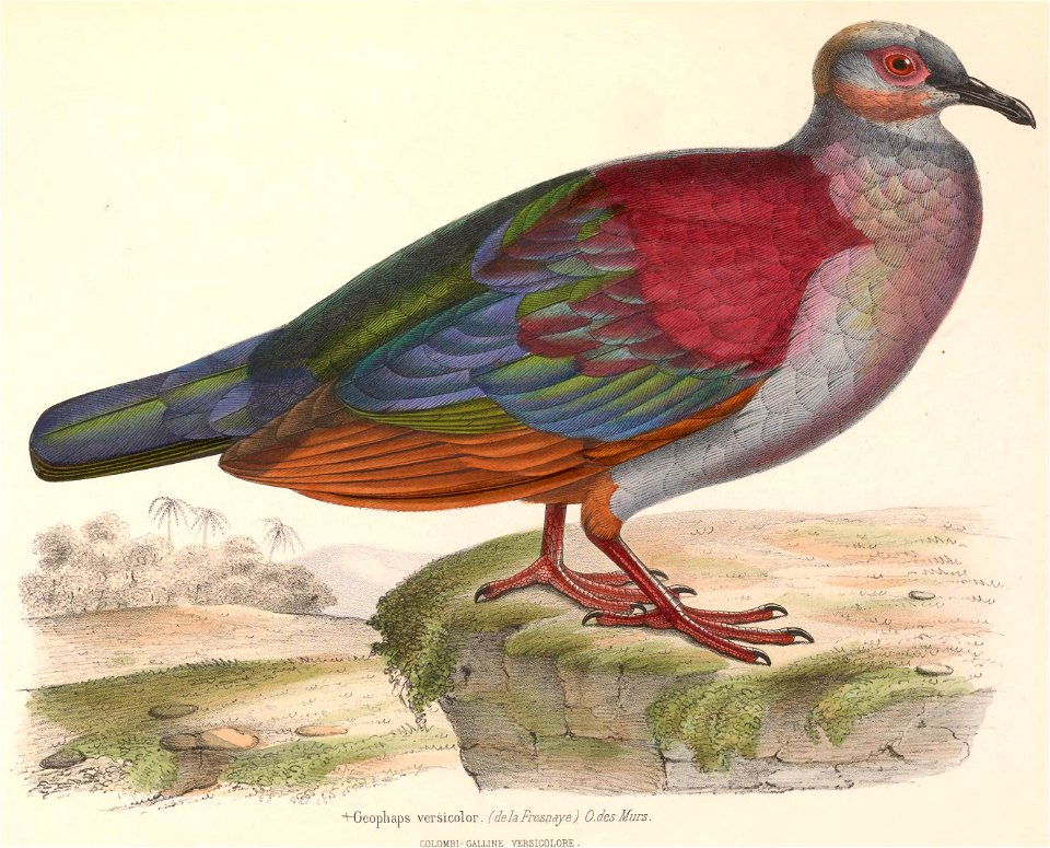 Geotrygon versicolor 1849