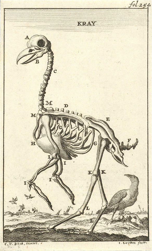 Geraamte van een kraai