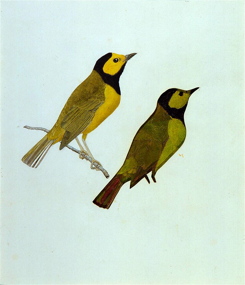 Gerald H. Thayer - Hooded Warblers, study for book Concealing Coloration in the Animal Kingdom - 1950.2.14 - Smithsonian American Art Museum