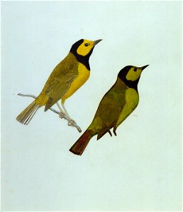 Gerald H. Thayer - Hooded Warblers, study for book Concealing Coloration in the Animal Kingdom - 1950.2.14 - Smithsonian American Art Museum