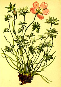 Geranium argenteum Atlas Alpenflora