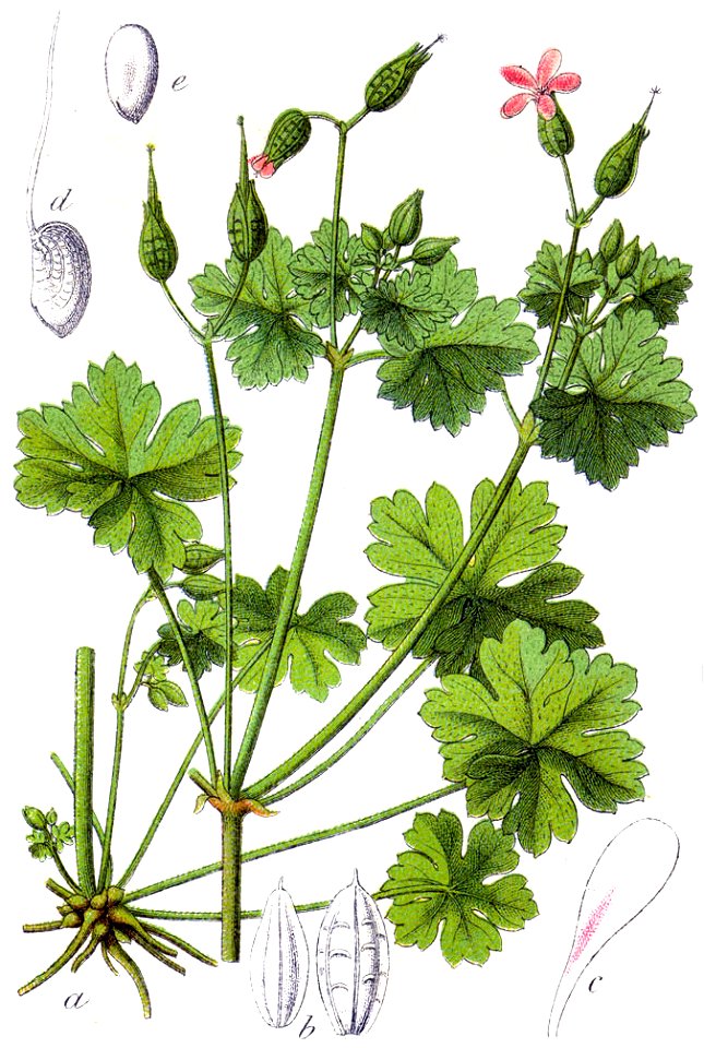 Geranium lucidum Sturm6
