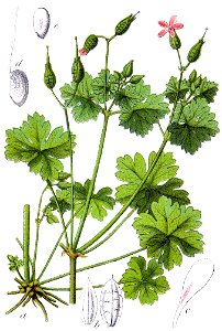 Geranium lucidum Sturm6